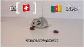 一堆小仓鼠预测世界杯！结果也太逗了